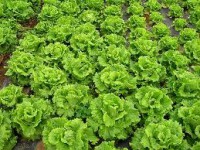 /album/huertos-del-sur/lechuga-jpg/
